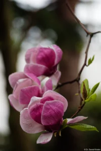 Magnolien mit Regentropfen, Vollformat. Carl Zeiss Jena Sonnar 3.5/135 Magnolie Regentropfen