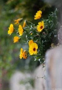 Blumen an einer Mauer im Blütengrund bei Naumburg, APS-C. Carl Zeiss Jena Sonnar 3.5/135 Blume Mauer Blütengrund