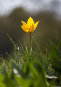 Weinbergtulpe auf einem Deich bei Schellsitz, APS-C. Sonnar 135mm Tulipa sylvestris