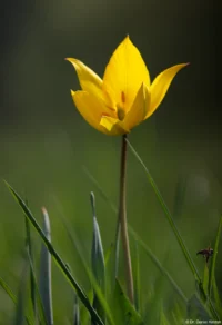 Weinbergtulpe auf einem Deich bei Schellsitz, APS-C. Carl Zeiss Jena Sonnar 3.5/135 Weinbergtulpe