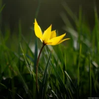 Weinbergtulpe auf einem Deich bei Schellsitz, f/3.5, APS-C. Sonnar 135mm Weinbergtulpe Gras