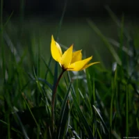 Weinbergtulpe auf einem Deich bei Schellsitz, abgeblendet, APS-C. Carl Zeiss Jena Sonnar 3.5/135 Tulipa sylvestris