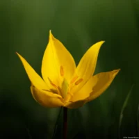 Weinbergtulpe auf einem Deich bei Schellsitz, f/3.5, APS-C. Sonnar 135mm Tulipa sylvestris