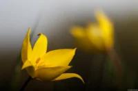 Weinbergtulpe auf einem Deich bei Schellsitz, f/3.5, APS-C. Carl Zeiss Jena Sonnar 3.5/135 Weinbergtulpe