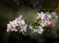 Apfelblüten in der Abendsonne unterhalb des Schlosses Goseck, APS-C. Carl Zeiss Jena Sonnar 3.5/135 Apfelblüten