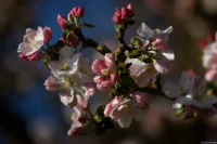 Apfelblüten in der Abendsonne unterhalb des Schlosses Goseck, APS-C. Sonnar 135mm Apfelblüten