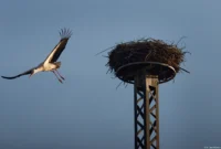 Storch bei Uichteritz. Als ich mit den Kameraeinstellungen fertig war, ist der Storch losgeflogen. Ich habe ihn gerade noch am linken Bildrand erwischt, APS-C. Carl Zeiss Jena Sonnar 3.5/135 Storch Storchennest