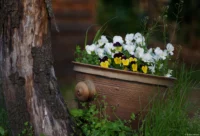 Vollformat. Carl Zeiss Jena Sonnar 3.5/135 Stiefmütterchen