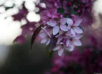 Vollformat. Carl Zeiss Jena Sonnar 3.5/135 Blüten Abend