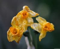 Eine Aufnahme mit Zwischenring, APS-C. Carl Zeiss Jena Sonnar 3.5/135 Osterglocke