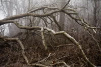 Umgestürzter Baum bei Nebel zum Jahresende 2025 in Bad Dürrenberg, Tessar 2.8/50 T 12 Lamellen, Vollformat. Tessar 2.8/50 red T 12 blade umgestürzter Baum