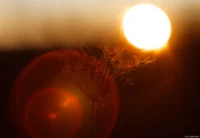 Noch einige schöne Lensflares vom Januar 2025, f/2, APS-C. Helios-44 Lensflare Abendsonne