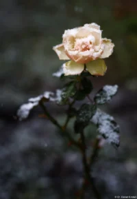 f/2, Vollformat Helios-44 Rose Schnee