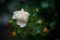 f/2, Vollformat Helios-44-2 Rose