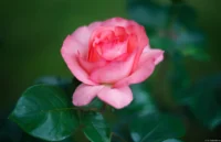 f/2, Vollformat Helios-44 Rose