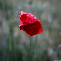 Mohn mit Regentropfen, f/2, Vollformat. Helios-44 Mohn Tropfen