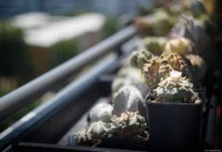 Auf meinen Kakteen zeichnet es ein schönes Bokeh. Helios-44-2 Kaktus Kakteen Balkon