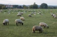 Schafe am Abend, APS-C. Tessar 2.8/50 red T Schafe Wiese