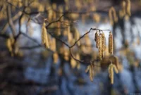 Blühender Haselnussstrauch in Bad Dürrenberg im Februar 2025, f/2.8, Vollformat. Tessar 2.8/50 12 Blendenlamellen Haselstrauch