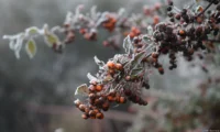 Das gleiche Motiv mit f/4. Tessar 2.8/50 Beeren Winter Rauhreif