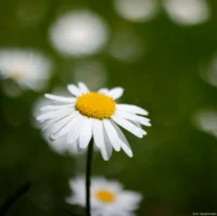 Kleine Margerite, f/2, APS-C. Yashica DSB 50/1.9 Kleine Margerite Offenblende
