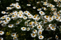 Kleine Margeriten. Yashica DSB f/1.9 50mm Kleine Margeriten