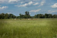Landschaft bei Schkopau, APS-C. Yashica DSB 1.9/50 Schkopau Wiese Rinder Kühe