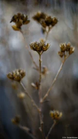 Dürre Pflanze, f/1.4, Vollformat. Pentax Asahi Super-Takumar 50mm f/1.4 Dürre Pflanze