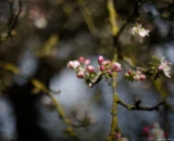 Knospen am Apfelbaum, f/1.4, Vollformat. Bokeh Pentax Asahi Super-Takumar 50mm f/1.4 Äpfel Knospen