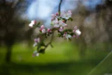Blüten und Knospen an einem Apfelbaum, starkes Lensflare rechts unten, f/1.4, Vollformat. Pentax Asahi Super-Takumar 1.4/50 Apfelblüten Bokeh
