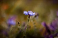 Wiesen-Flockenblume (Centaurea jacea) mit traumhaften Bokeh, f/1.8, APS-C. Auto-Takumar 55mm f/1.8 Wiesen-Flockenblume Centaurea jacea Bokeh