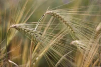 Gerste, f/1.8, APS-C. Auto-Takumar 1.8/55 Zebra Gerste Sommer Getreide