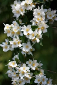 Bauernjasmin, leichte Schärfenprobleme bei Offenblende, f/1.8, APS-C. Auto-Takumar 1.8/55 Zebra Bauernjasmin