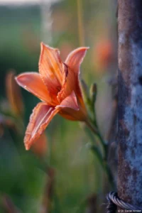 Feuerlilie, f/1.8, APS-C. Auto-Takumar 55mm f/1.8 Feuerlilie