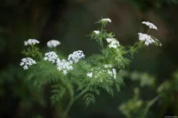 Vollformat. Cyclop 1.5/85