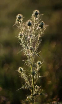 Distel im Gegenlicht, APS-C. Cyclop H3T Distel Gegenlicht