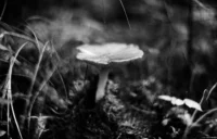 Einige Motive aus der Dresdner Heide in kräftiger Bearbeitung, Vollformat. Cyclop f/1.5 85mm Pilz Monochrome Wald