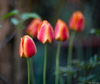 Vollformat. Cyclop H3T Tulpe Tulpen Bokeh