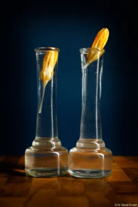 Osterglocken, Vollformat. Carl Zeiss Jena Tessar f/2.8 50mm Osterglocken Glas Vasen