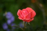 Rose, f/2.8, Vollformat. Carl Zeiss Jena Tessar 2.8/50 Rose Tropfen