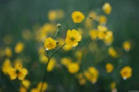 Butterblumen, APS-C. Carl Zeiss Jena Tessar 2.8/50 Altix Butterblumen Regen