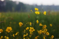 Butterblumen, APS-C. Carl Zeiss Jena Tessar f/2.8 50mm Butterblume Tropfen