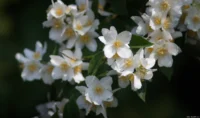 Bauernjasmin, APS-C. Kuribayashi 135mm f/2.8 Philadelphus coronarius bauernjasmin