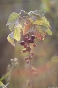 Aroniabeeren, starkes Lensflare im unteren Bereich, APS-C. Petri C.C 2.8/135 Aronia
