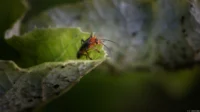 Rotschwarzer Weichkäfer, Zwischenring, APS-C. Kuribayashi 135mm f/2.8 Käfer Rotschwarzer Weichkäfer