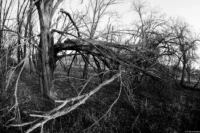 Morsche Obstbäume in Bad Dürrenberg. Pentax Asahi Fish-eye-Takumar 17mm f/4 Morsche Obstbäume