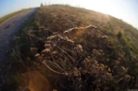 Extreme Lensflares. Fish-eye Takumar 17mm f/4 Lensflare Herbst