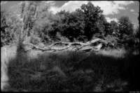 Fish-eye Takumar 4/17 Umgestürzter Baum  Müritz-Nationalpark Rotfilter