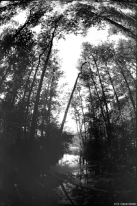 Pentax Asahi Fish-eye-Takumar Steg Brücke  Erlenbruch Groß Kelle Praktica BCA