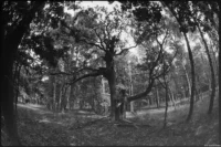 Fish-eye Takumar 4/17 Morsche Eiche im Müritz-Nationalpark